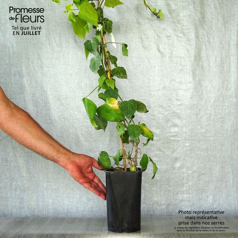 Exemplaar van Hedera colchica - Colchische klimop Pot van 2 l/3 l zoals geleverd in de zomer