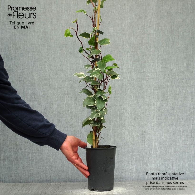 Exemplaar van Hedera algeriensis Gloire de Marengo - Algerijnse klimop Pot van 2 l/3 l zoals geleverd in de lente