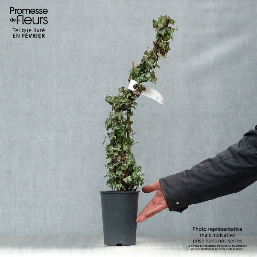 Example of Lierre d'ornement - Hedera helix Kolibri Pot van 2 l/3 l as you get in hiver