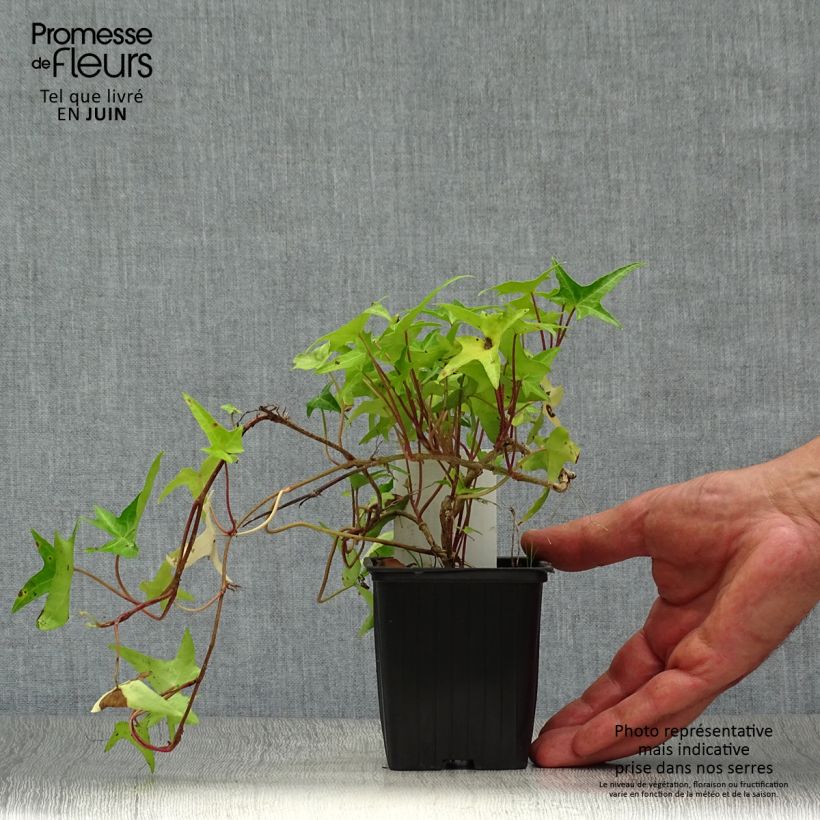 Exemplaar van Hedera Sagittifolia - Klimop Kweekpotje van 8/9 cm zoals geleverd in de zomer