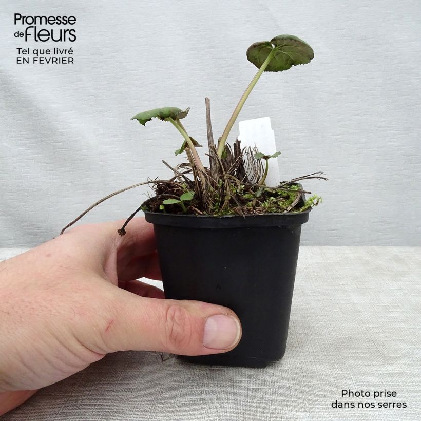 Example of Ligulaire - Ligularia Gregynog Gold Kweekpotje van 8/9 cm as you get in hiver