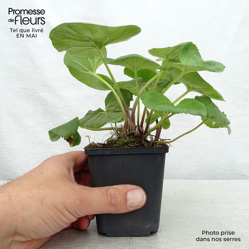 Exemplaar van Ligularia Gregynog Gold - Kruiskruid Kweekpotje van 8/9 cm zoals geleverd in de lente