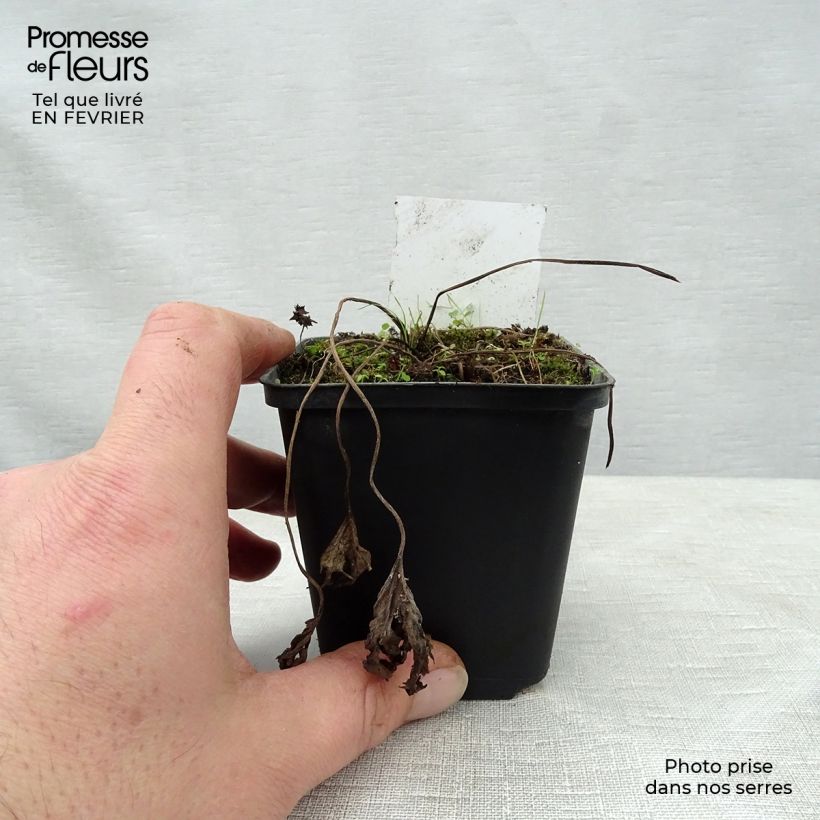 Example of Ligulaire - Ligularia Osiris Cafe Noir Kweekpotje van 8/9 cm as you get in hiver