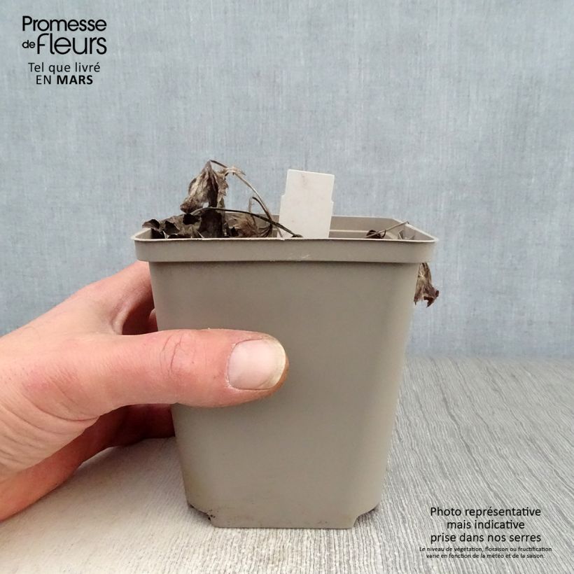 Exemplaar van Ligularia Osiris Cafe Noir - Kruiskruid Kweekpotje van 8/9 cm zoals geleverd in de lente