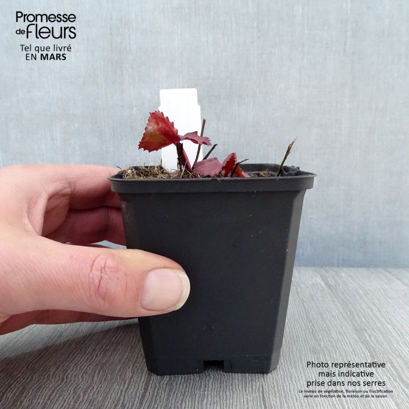 Exemplaar van Ligularia dentata Desdemona - Kruiskruid Kweekpotje van 8/9 cm zoals geleverd in de lente