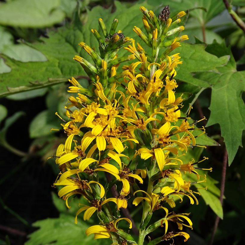 Ligularia przewalskii - Kruiskruid (Flowering)