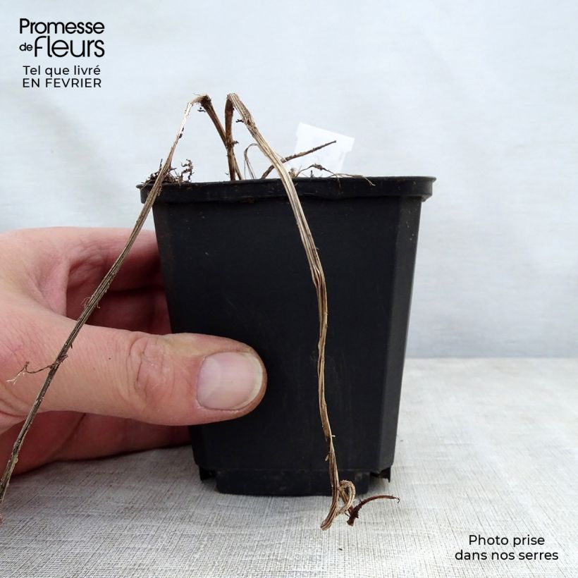 Exemplaar van Ligularia stenocephala - Kruiskruid Kweekpotje van 8/9 cm zoals geleverd in de winter