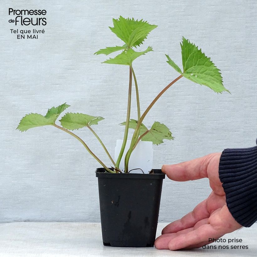 Exemplaar van Ligularia stenocephala The Rocket - Kruiskruid Kweekpotje van 8/9 cm zoals geleverd in de lente