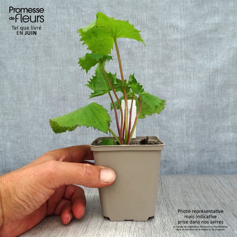 Exemplaar van Ligularia stenocephala The Rocket - Kruiskruid Kweekpotje van 8/9 cm zoals geleverd in de zomer