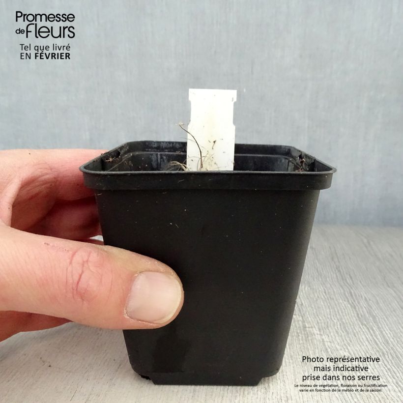 Example of Ligulaire hessei Lanternchern - Ligularia x hessei Lanternchen Kweekpotje van 8/9 cm as you get in hiver