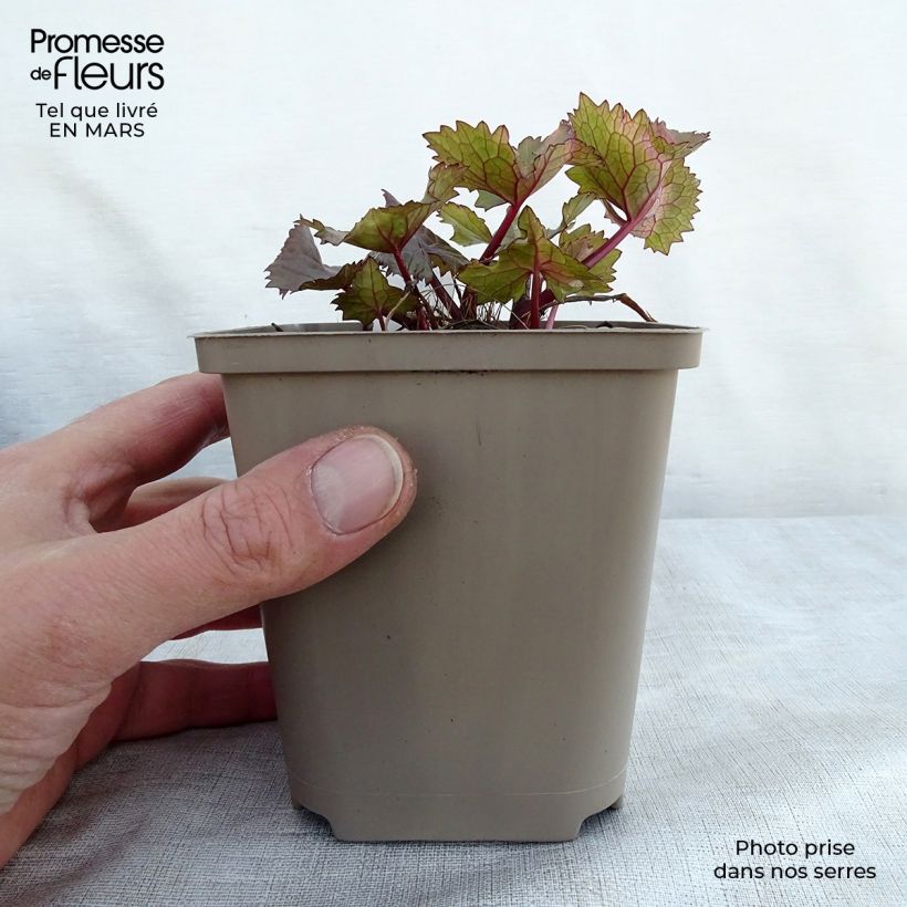 Exemplaar van Ligularia hessei Lanternchen - Kruiskruid Kweekpotje van 8/9 cm zoals geleverd in de lente