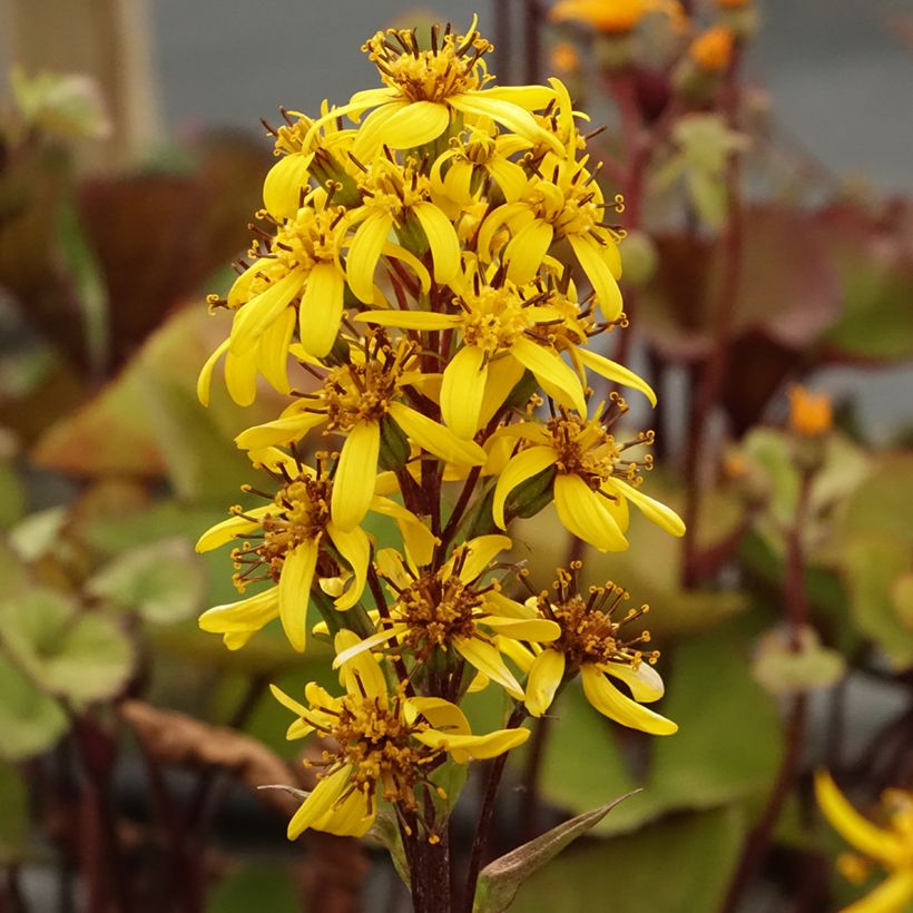 Ligularia hessei Lanternchen - Kruiskruid (Bloei)