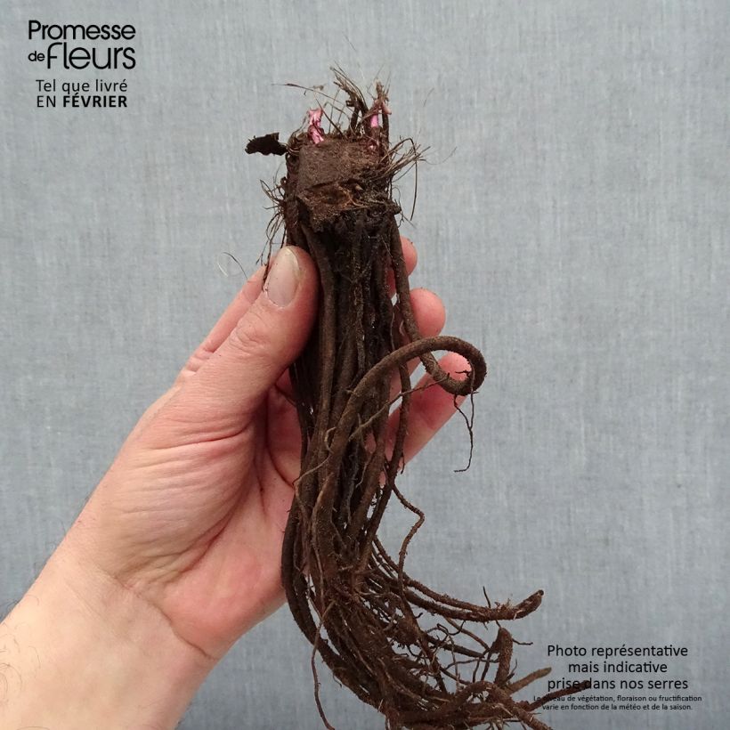 Example of Ligulaire hessei Lanternchern - Ligularia x hessei Lanternchen Naakte wortel as you get in hiver