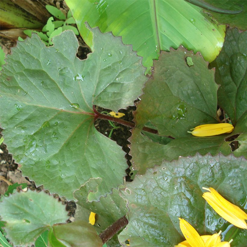 Ligularia Gregynog Gold - Kruiskruid (Foliage)
