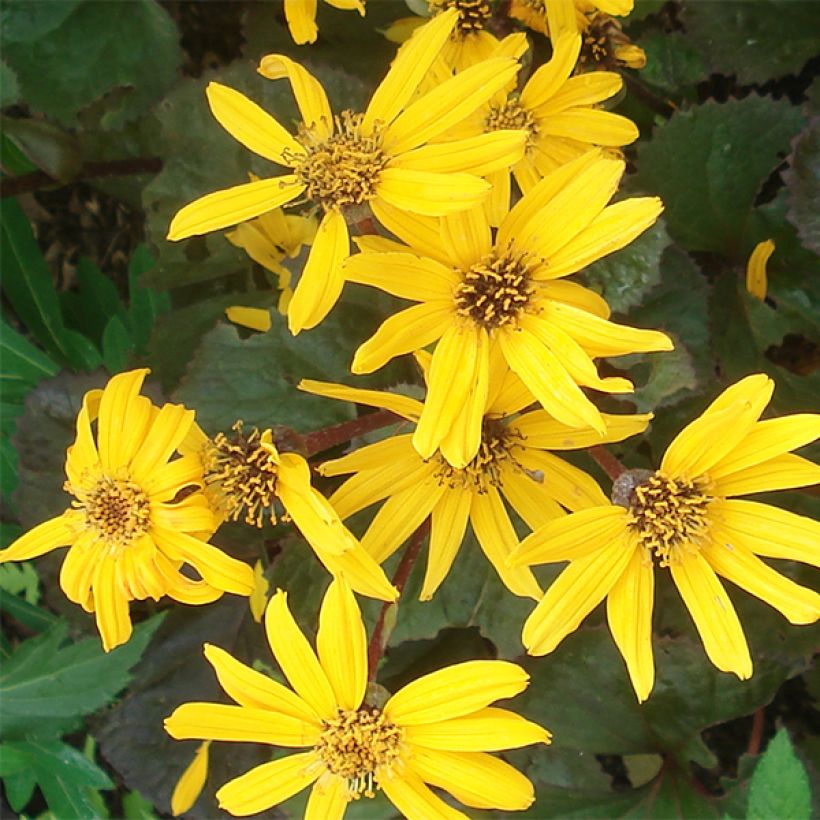Ligularia Gregynog Gold - Kruiskruid (Flowering)