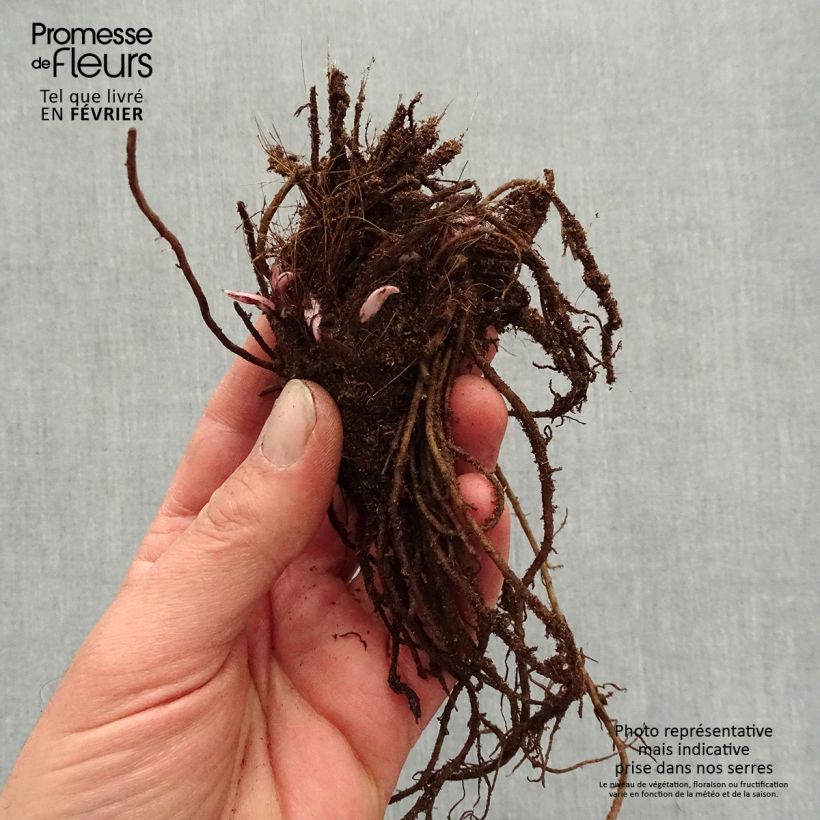 Exemplaar van Ligularia dentata Little Golden Ray - Kruiskruid Naakte wortel zoals geleverd in de winter