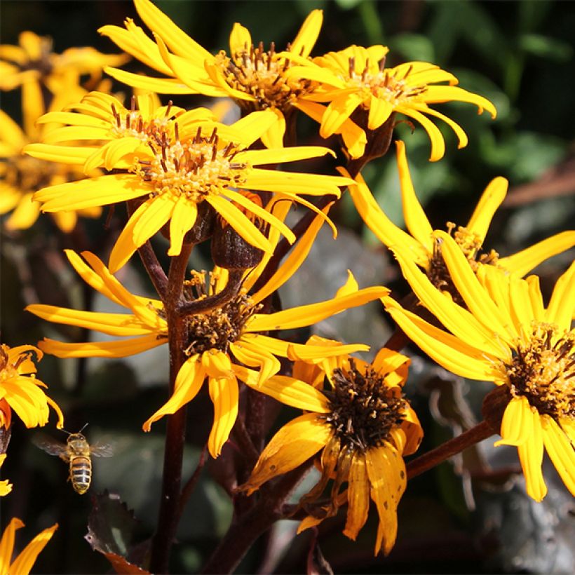 Ligularia dentata Britt-Marie Crawford - Kruiskruid (Flowering)