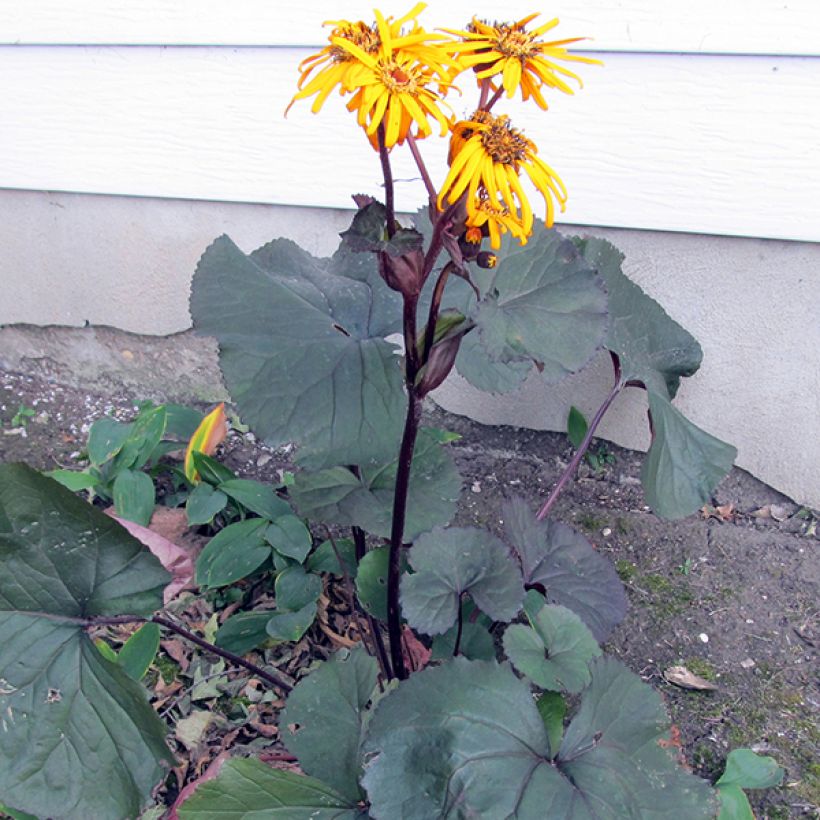 Ligularia dentata Britt-Marie Crawford - Kruiskruid (Plant habit)