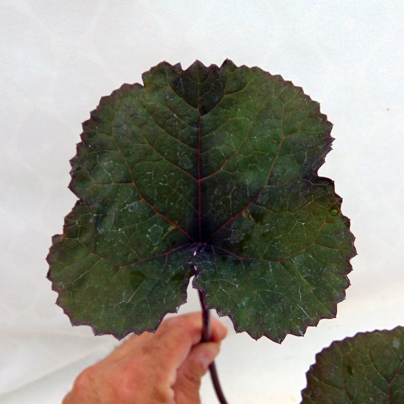 Ligularia dentata Britt-Marie Crawford - Kruiskruid (Foliage)