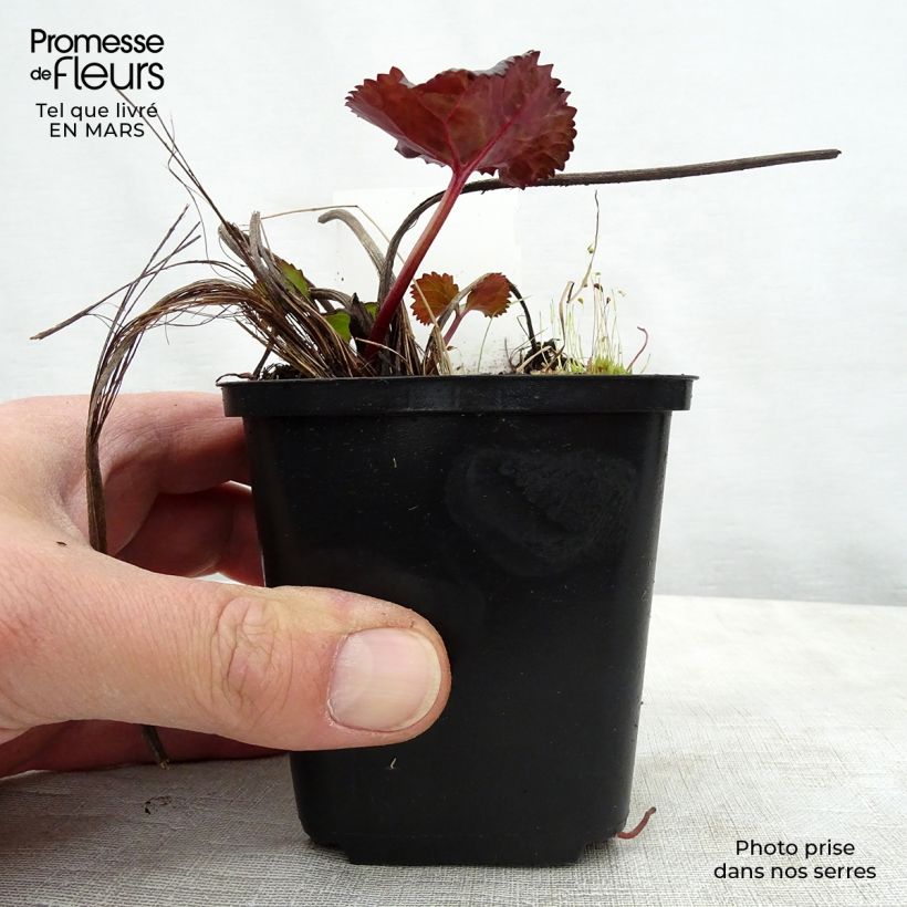 Exemplaar van Ligularia dentata Britt-Marie Crawford - Kruiskruid Kweekpotje van 8/9 cm zoals geleverd in de lente