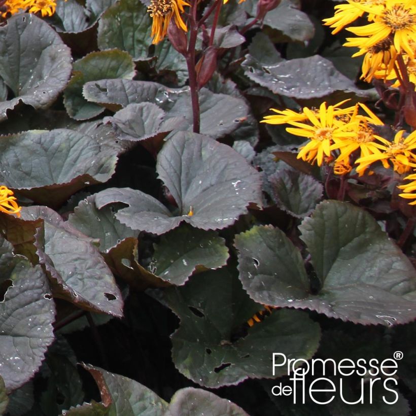 Ligularia dentata Dark Beauty - Kruiskruid (Blad)