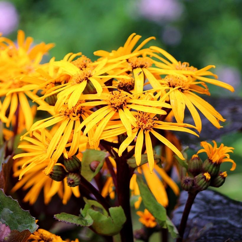 Ligularia dentata Dark Beauty - Kruiskruid (Bloei)