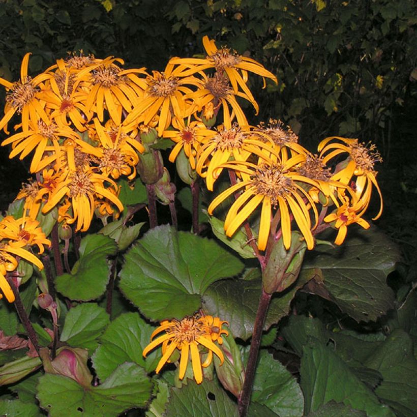 Ligularia dentata Desdemona - Kruiskruid (Flowering)