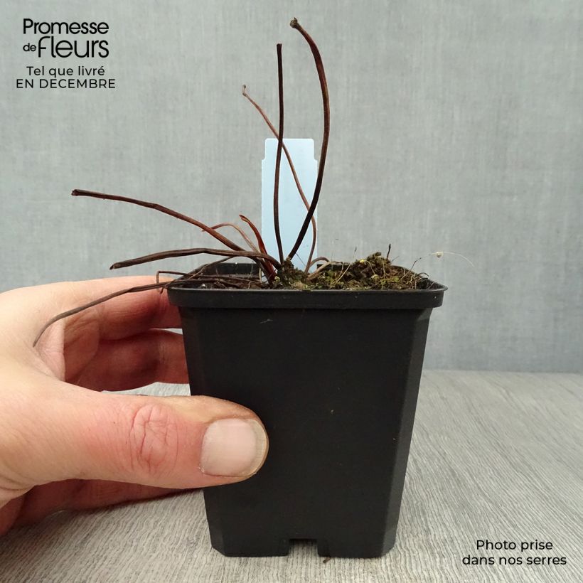 Example of Ligularia dentata Desdemona - Kruiskruid Kweekpotje van 8/9 cm as you get in hiver