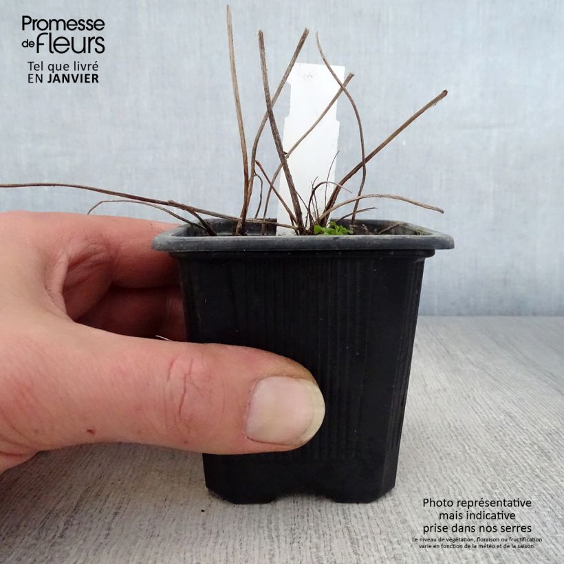 Example of Ligularia dentata - Kruiskruid Kweekpotje van 8/9 cm as you get in hiver