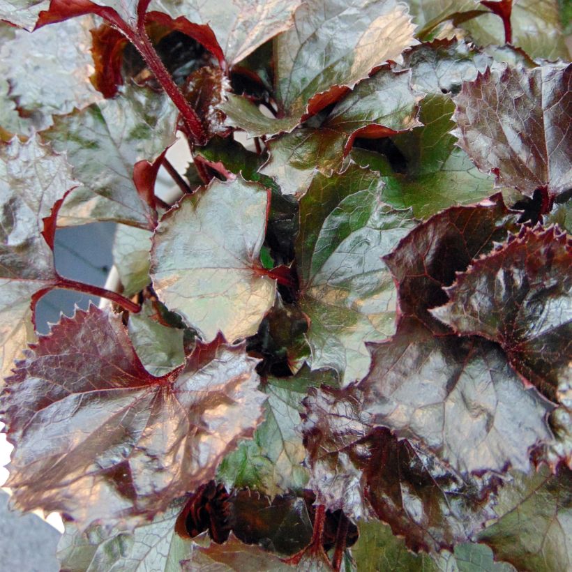 Ligularia dentata Pandora - Kruiskruid (Foliage)