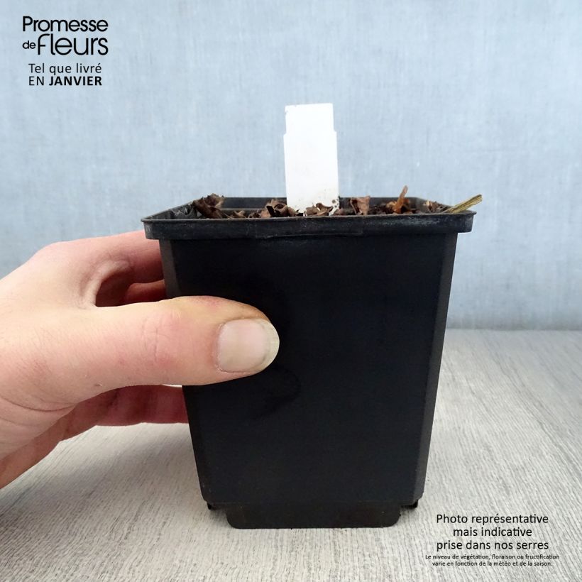 Example of Ligularia dentata Pandora - Kruiskruid Kweekpotje van 8/9 cm as you get in hiver