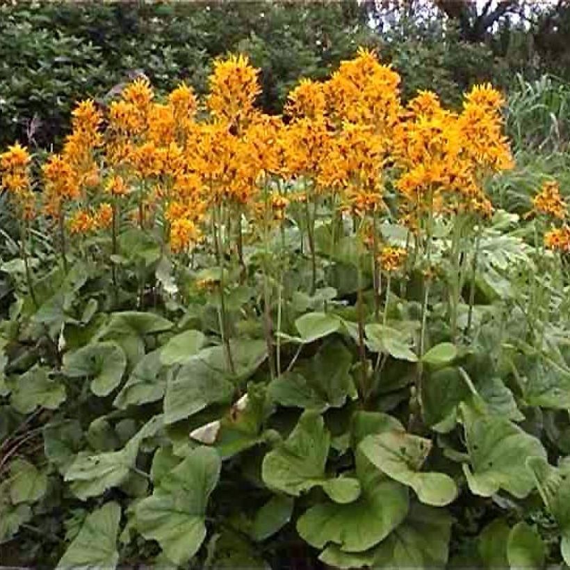 Ligularia hessei - Kruiskruid (Groeiplaats)