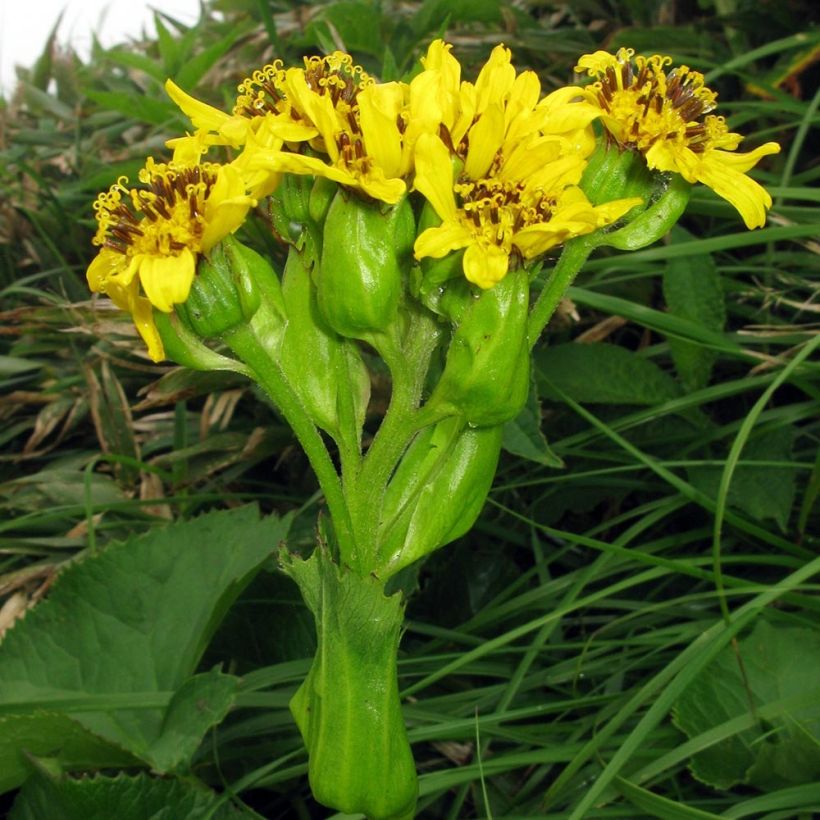 Ligularia hodgsonii - Kruiskruid (Bloei)