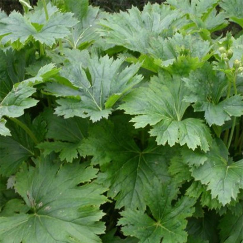 Ligularia palmatiloba - Kruiskruid (Blad)
