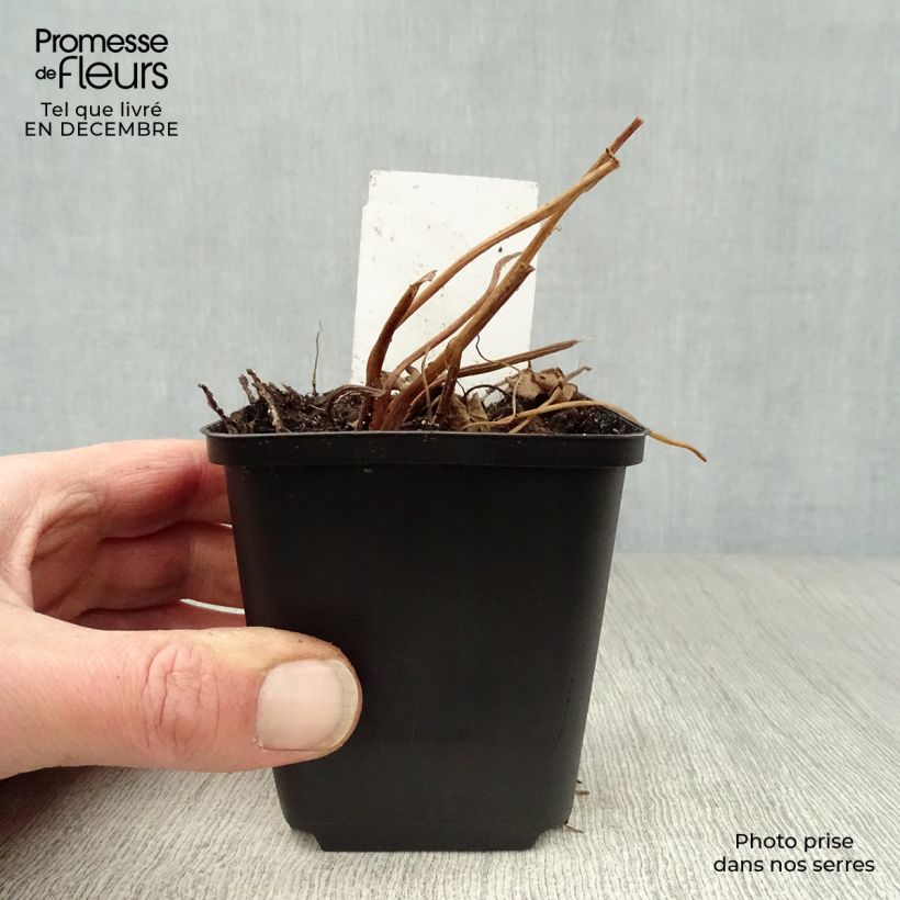 Example of Ligularia przewalskii - Kruiskruid Kweekpotje van 8/9 cm as you get in hiver