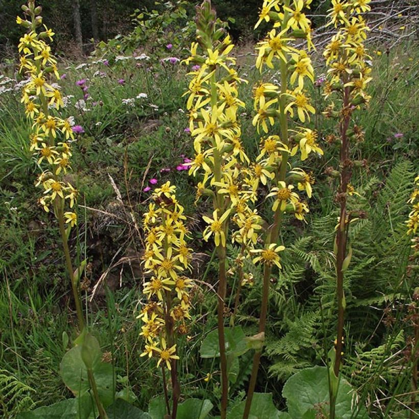 Ligularia sibirica - Kruiskruid (Bloei)