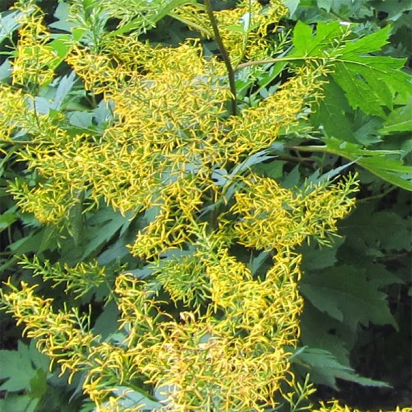 Ligularia tangutica - Kruiskruid (Bloei)