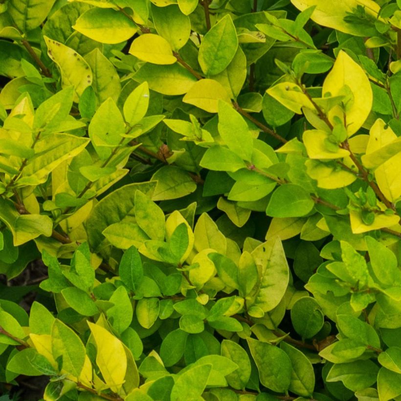 Ligustrum vicaryi - Goudliguster (Foliage)