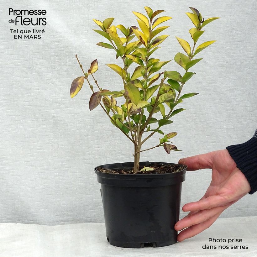 Example of Ligustrum vicaryi - Goudliguster Pot van 2 l/3 l as you get in hiver
