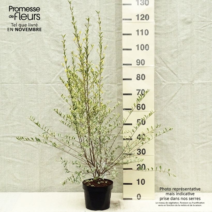 Exemplaar van Ligustrum ibota Musli - Liguster Pot van 3 l/4 l zoals geleverd in de herfst