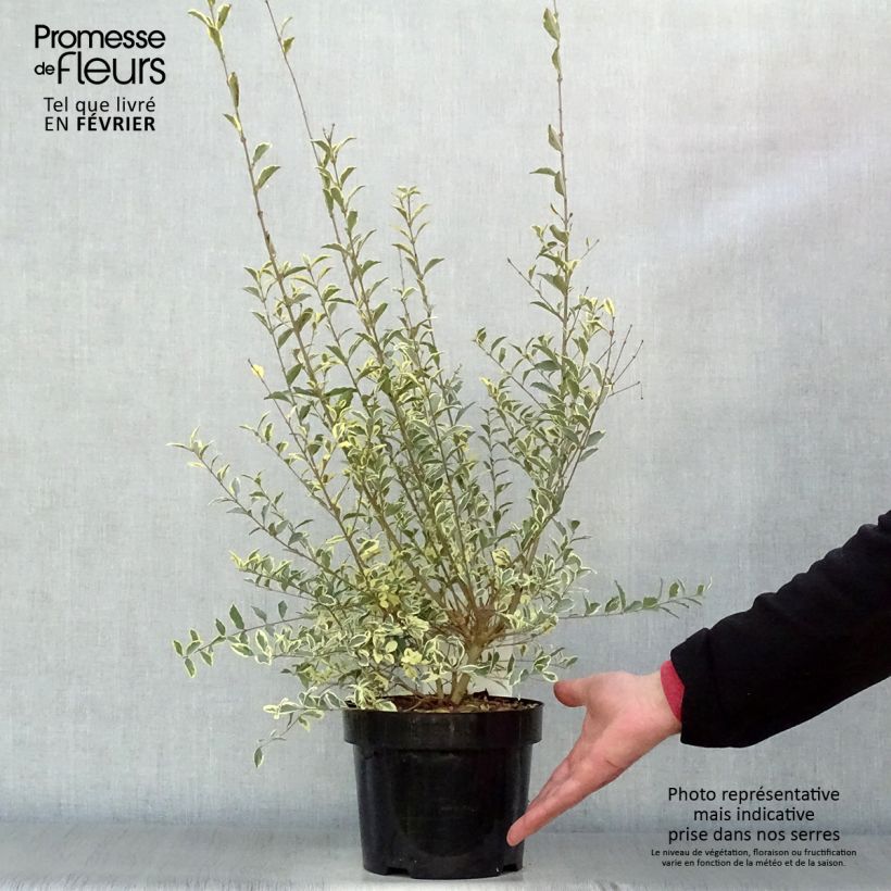 Example of Ligustrum ibota Musli - Troène Pot van 3 l/4 l as you get in hiver