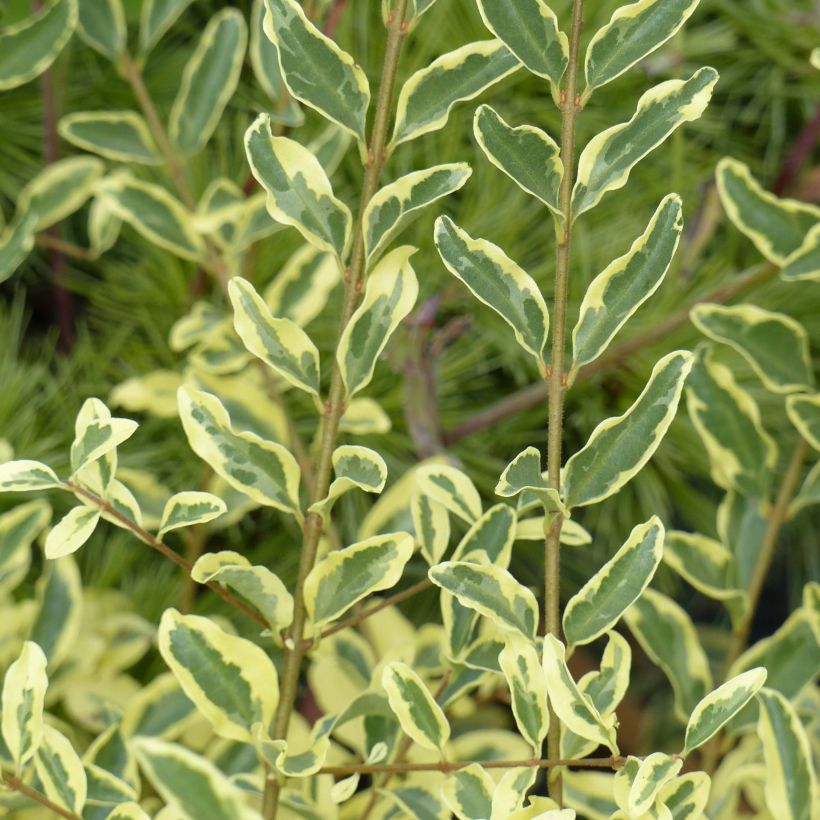 Ligustrum ibota Musli - Liguster (Foliage)