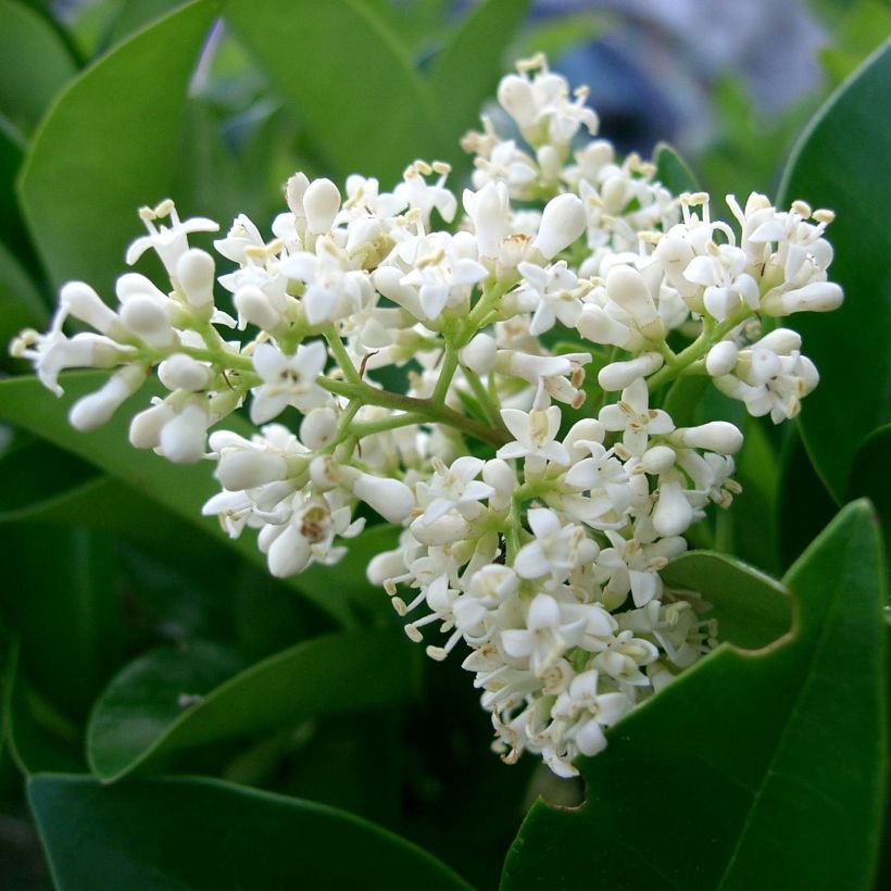 Ligustrum japonicum - Japanse liguster (Flowering)