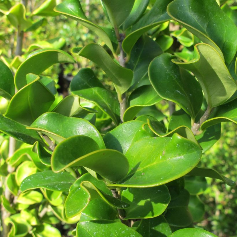 Ligustrum japonicum Coriaceum - Japanse liguster (Foliage)