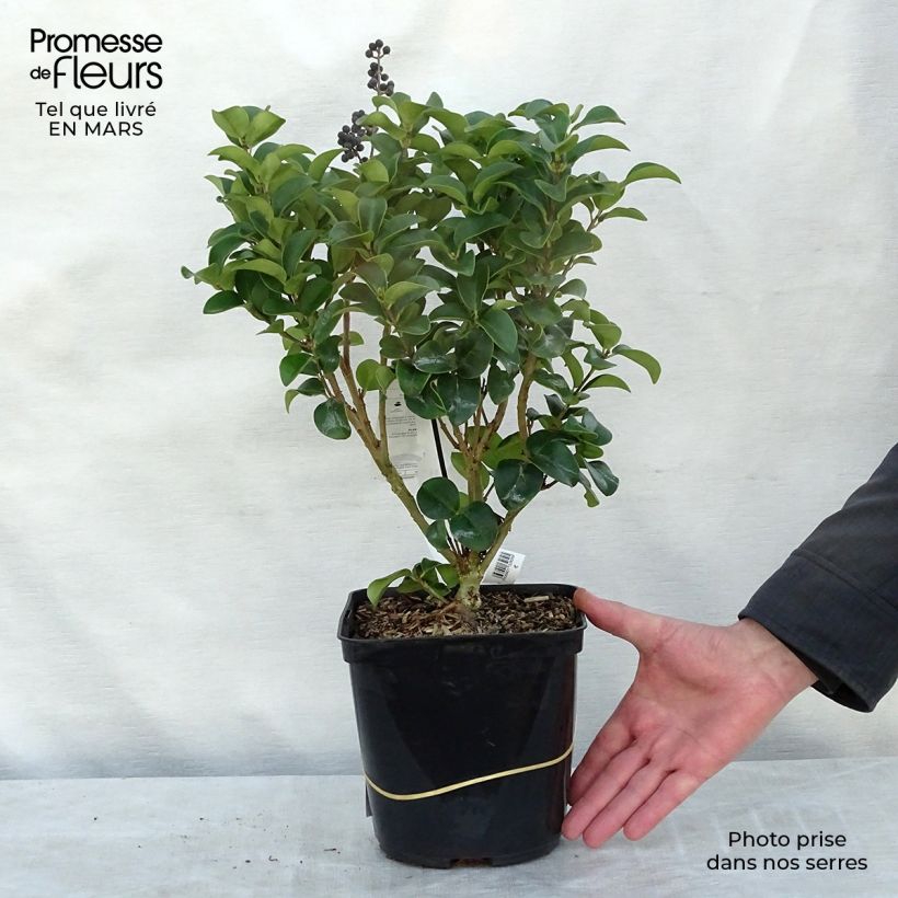 Example of Ligustrum japonicum Coriaceum - Troène du Japon Pot van 3 l/4 l as you get in hiver
