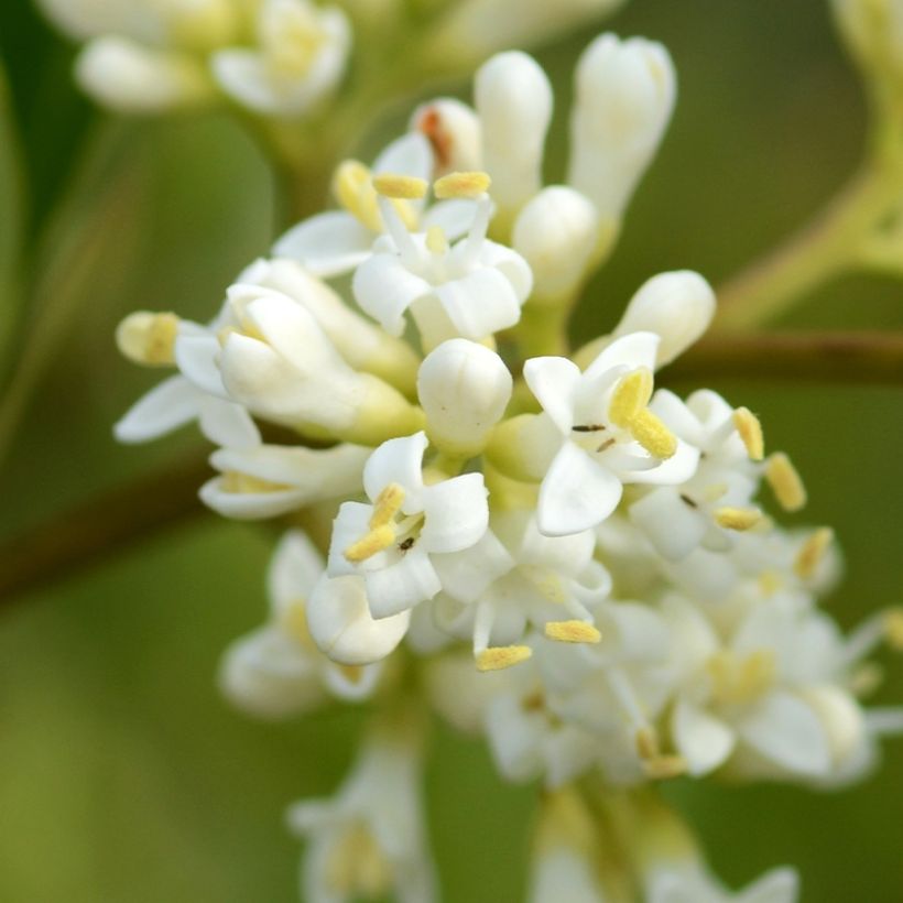 Ligustrum japonicum Coriaceum - Japanse liguster (Flowering)