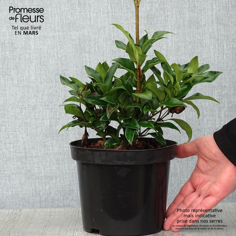 Example of Ligustrum japonicum Green Century - Troène du Japon Pot van 2 l/3 l as you get in hiver