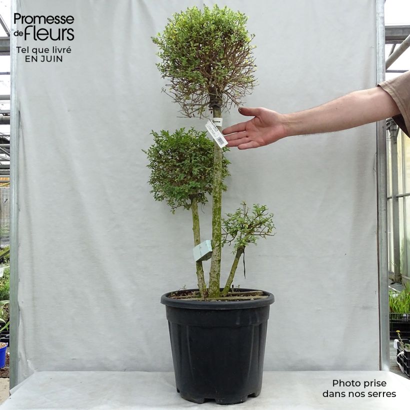 Exemplaar van Ligustrum jonandrum - Liguster Pot van 7,5 l/10 l zoals geleverd in de zomer