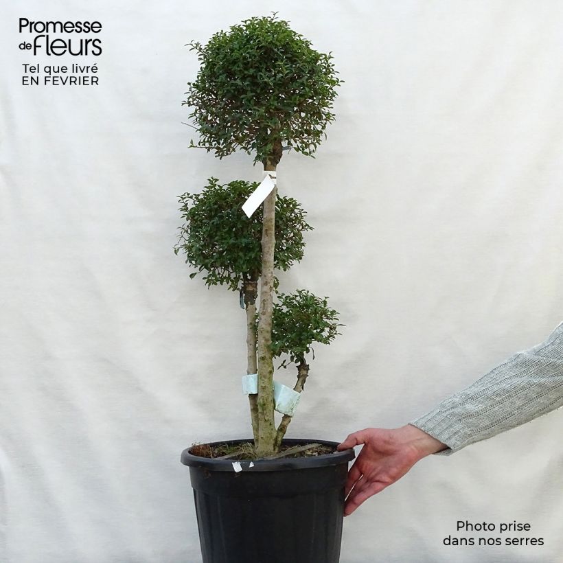 Example of Ligustrum jonandrum (ionandrum) - Troène du Yunnan Pot van 7,5 l/10 l as you get in hiver