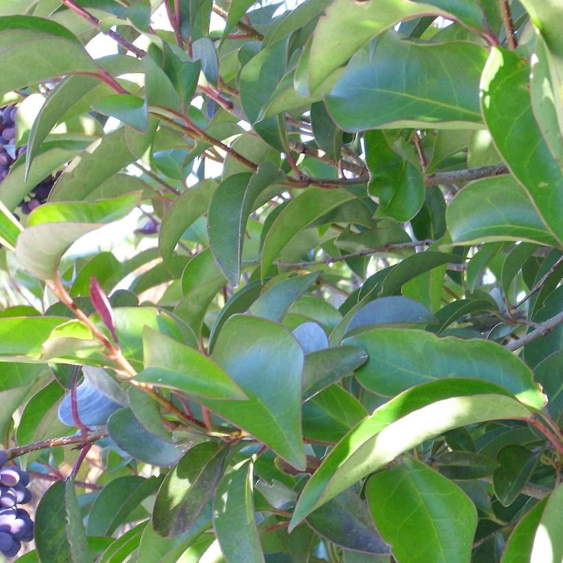 Ligustrum lucidum - Chinese liguster (Foliage)